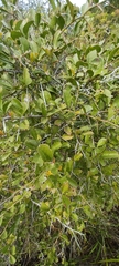 Gymnosporia buxifolia