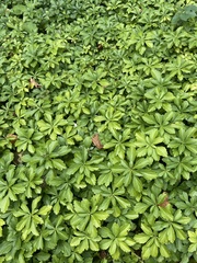 Pachysandra terminalis