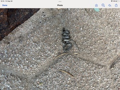 Hypsiglena ochrorhynchus