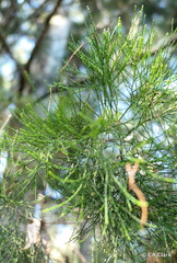 Callitris columellaris