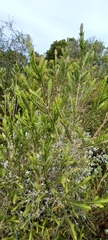 Passerina falcifolia