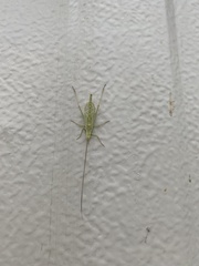 Oecanthus argentinus