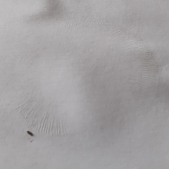 Tricholomella constricta