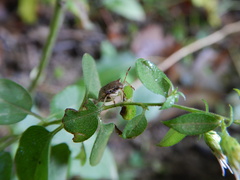 Carpocorini