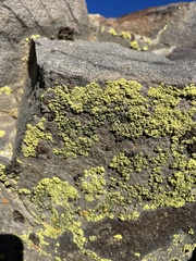 Acarosporaceae