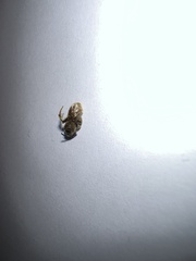 Lasioglossum pilosum