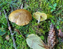 Suillus acidus