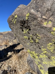 Acarosporaceae