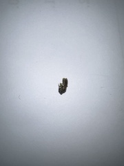 Lasioglossum pilosum