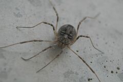Odiellus spinosus