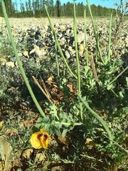 Glaucium corniculatum