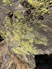 Acarosporaceae