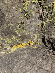 Acarosporaceae