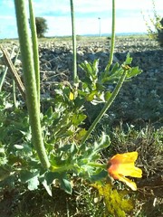 Glaucium corniculatum
