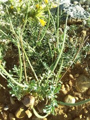 Glaucium corniculatum