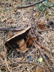 Agaricus sylvaticus