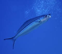 Caesio striata