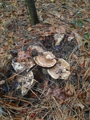 Agaricus sylvaticus