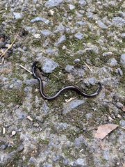 Indotyphlops braminus