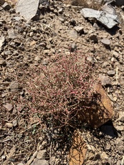 Eriogonum nidularium