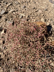 Eriogonum nidularium