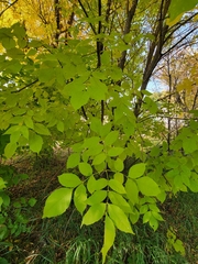 Fraxinus pennsylvanica