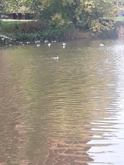 Branta hutchinsii