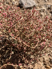 Eriogonum nidularium