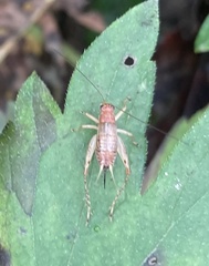 Anaxipha exigua