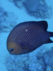 Dascyllus trimaculatus