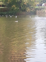 Branta hutchinsii