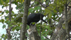 Corvus corone