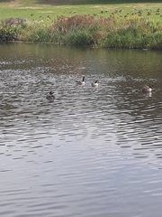 Branta hutchinsii