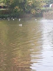 Branta hutchinsii