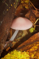 Mycena rosea