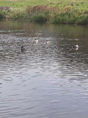 Branta hutchinsii
