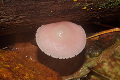 Mycena rosea