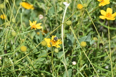Sidneya tenuifolia