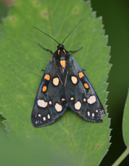 Callimorpha dominula