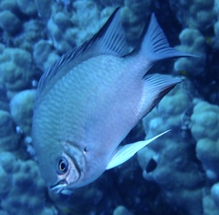 Amblyglyphidodon indicus