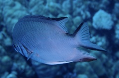 Amblyglyphidodon indicus