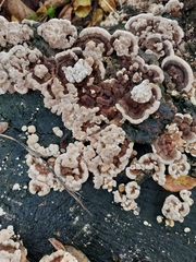 Fungi