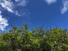 Quercus gambelii