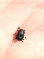 Onthophagus hecate