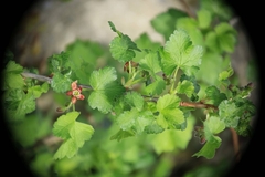 Ribes × nidigrolaria