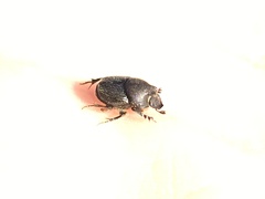 Onthophagus hecate