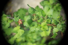 Ribes × nidigrolaria