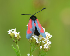 Zygaena purpuralis
