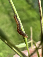 Pseudorthodes vecors