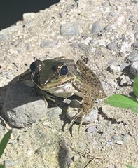 Anura